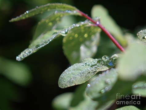 Diamond Dew Photograph By Kelly Sedgwick Fine Art America