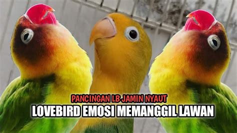 Burung Lovebird Ngekek Emosi Memanggil Lawan Lb Manapun Pasti Ikut