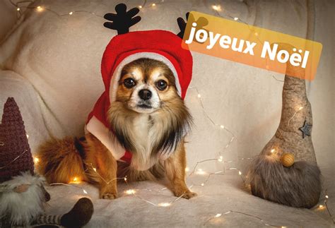 Joyeux Noël carte de voeux meilleurs voeux fêtes de noel chien images