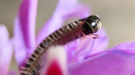 ¿cuál Es El Insecto Más Antiguo Del Mundo