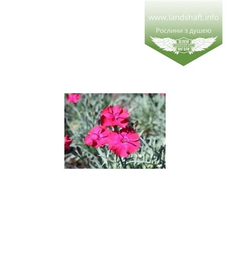 Dianthus gratianopolitanus Badenia Гвоздика гренобльська Баденіа