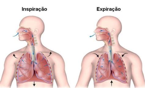 Qual É A Diferença Entre Inspiração E Expiração