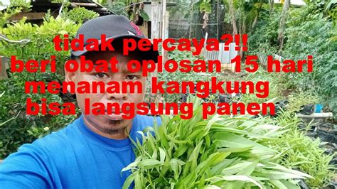 Panen Kangkung Di Usia 15 Hari YouTube