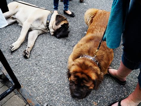 Cani Sdraiati Sul Pavimento Foto Gratis