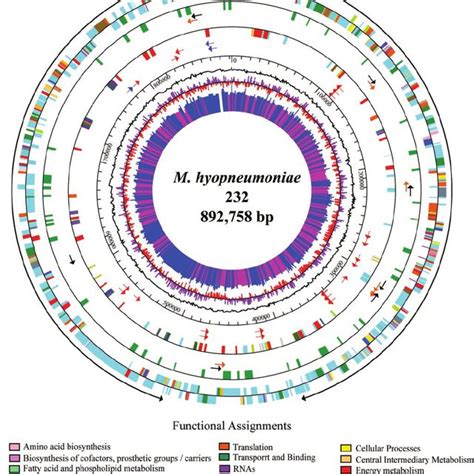 Analysis Of The Cilium Adhesin P And P Paralogs In The M