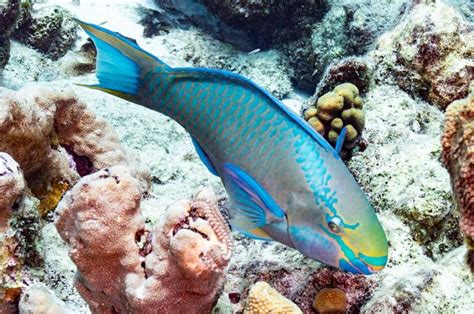 Parrotfish Facts Photos And The Caribbean Species