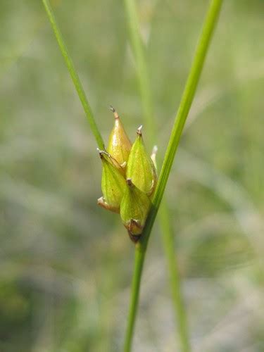 Carex Oligosperma Rare And Protected In Ma Few Seeded Sed Flickr