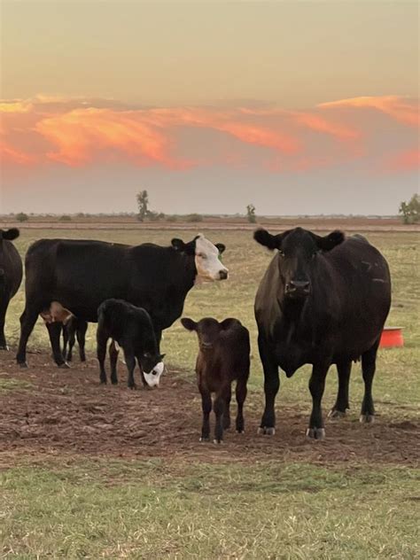 Cows and Calves Photograph by Mandy Bullis - Fine Art America