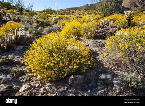 El Desierto Florece En El Parque Estatal Del Desierto De Anza