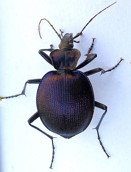 Pennsylvania Beetle For Id Scaphinotus Viduus Bugguidenet