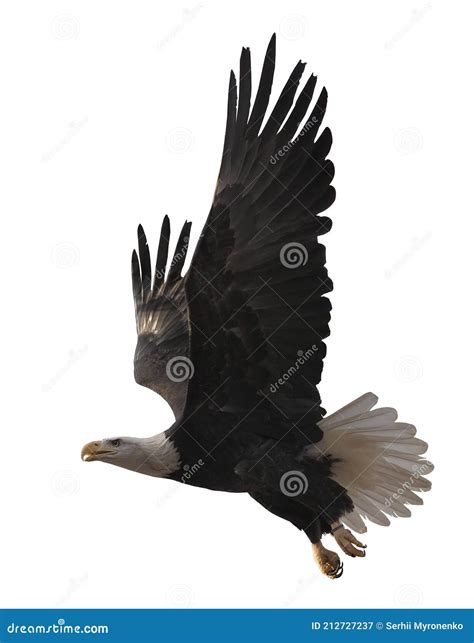 Eagle Flying Isolated at White Stock Image - Image of flies, majestic ...