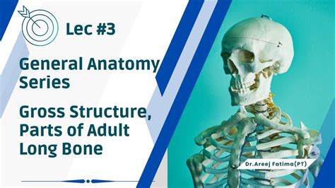 Lec 3 General Anatomy Series Chap 3 Gross Structure And Parts Of A