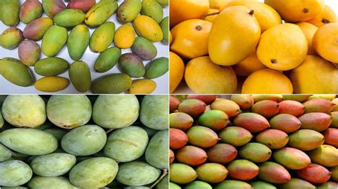 types  mangoes  florida  pictures  laura livingstone
