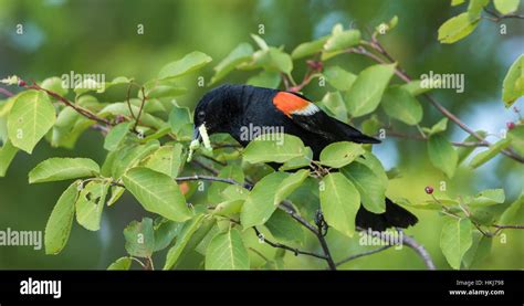 Red-winged blackbird - male Stock Photo - Alamy