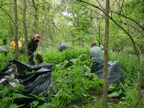 Landscape Workday May Frederick Law Olmsted Society