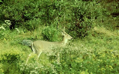 Two Point Buck Photograph by Walter Stankiewicz - Fine Art America