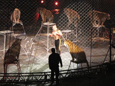 Circus Big Cats Lion Tamer 10 Ringling Brothers Barnum Bai Flickr