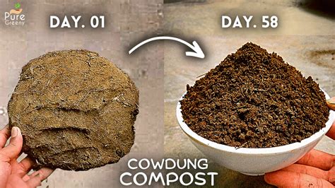 How To Make Cow Dung Compost At Home Step By Step Guide Pure Greeny