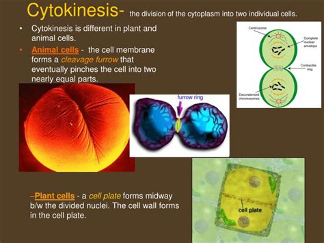 Ppt Chapter 5 Mitosis And The Cell Cycle Review Powerpoint Presentation Id 6334704