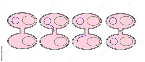 Photo & Art Print Schematic view of conjugation in bacteria., gulsah