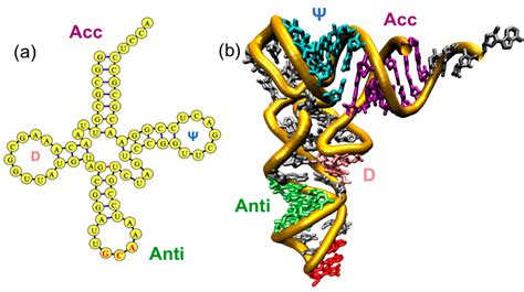 Ijms Free Full Text Md Simulations Of Trna And Aminoacyl Trna