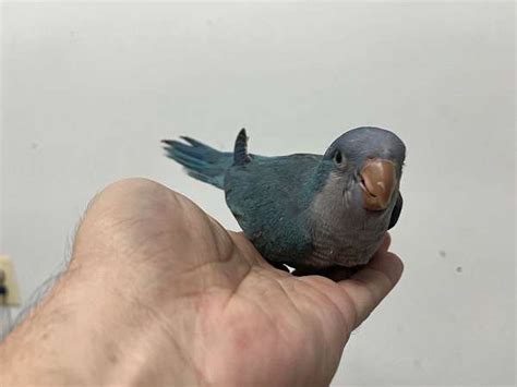 Baby Blue Quaker Parrot Tame