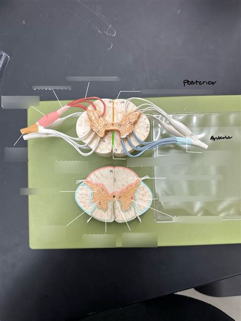 Lab Structures Functions Spinal Cord Model Diagram Quizlet