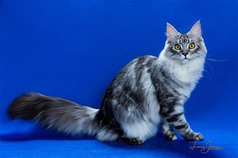 Black Silver Classic Tabby Maine Coons Archives Gglegacygglegacy