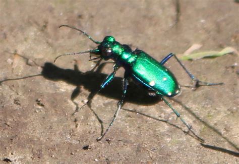 Tiger Beetles From Canada Whats That Bug