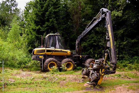 Pine forest harvesting machine at work during clearing of a plantation ...