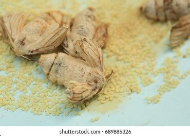 Silkworm Moth Laying Eggs Stock Photo 689883910 | Shutterstock