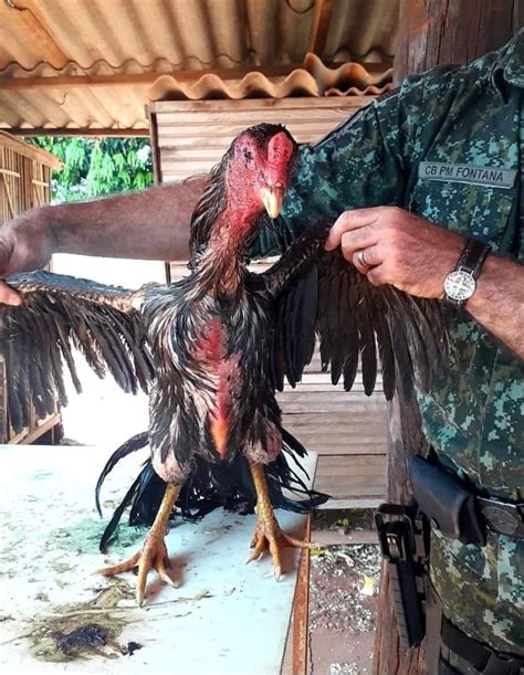 Panorama Noticia Pol Cia Ambiental Flagra Rinha De Galos E Autua