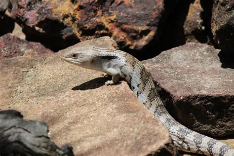 7 Types Of Skinks That Make Great Pets With Info And Pictures Pangovet