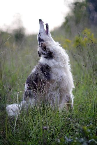 BORZOI DOG - RUSSIAN WOLFHOUND