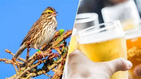 U Of Windsor Bringing Bird Lovers And Beer Drinkers Together Cbc News