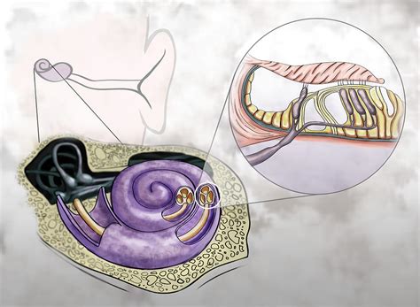 Auditory Hair Cells, Illustration Photograph by Spencer Sutton - Pixels