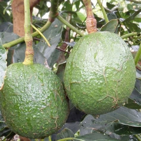 Avocado Carmen Hass 5 Gallon Roger S Gardens