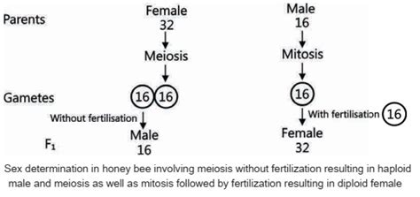 Sex Determination In Birds Humans Honey Bee EduBuzzNotes