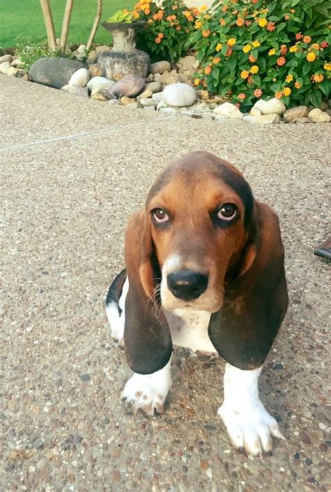 Bassett Hound 3 Months Old Miss Tulip Bassett Hound Basset Hound Hound