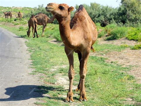 Premium Photo | Dromedary it is the tallest of the three species of camel