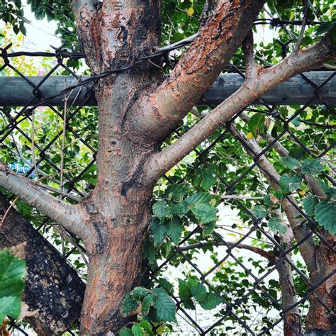 Premium Photo Trees In Forest