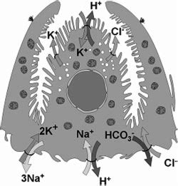 Role Of Basolateral Ion Transporters In Gastric Hcl And Kcl Secretion