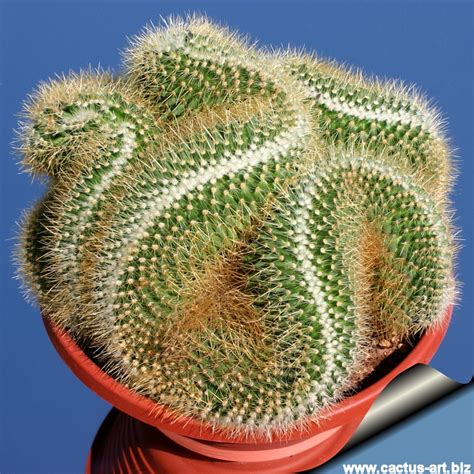 Mammillaria Pringlei Forma Cristata