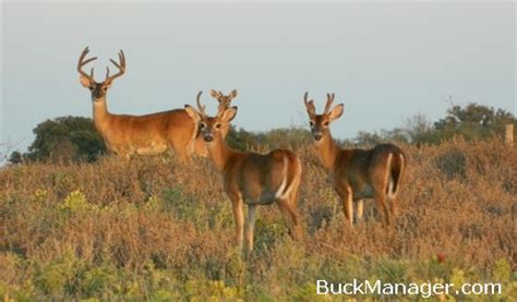 White-tailed Deer Habitat Management Considerations