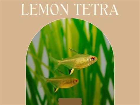 The Complete Green Neon Tetra Care Guide