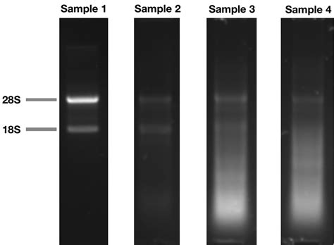 From Rna To Sequencing Qc Matters Abterra Biosciences