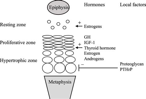 Frontiers Factors Affecting Prepubertal And Pubertal Bone Age Progression