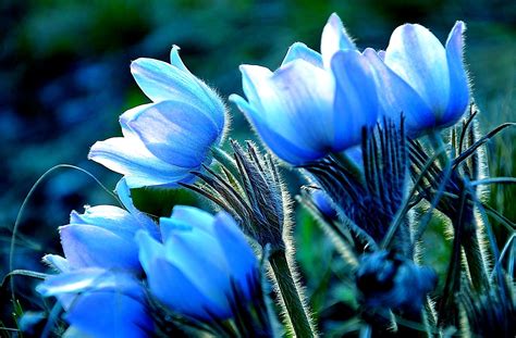 blue flower desktop wallpapers  hd backgrounds  wallpaperbat