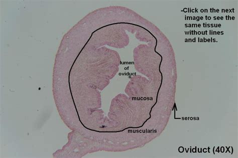 Oviduct – Tutorial – Histology Atlas for Anatomy and Physiology