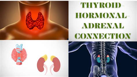 The Connection Between Thyroid Hormones And Adrenal Glands